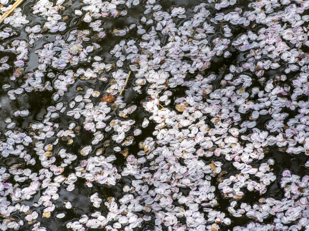 桜。終わり。